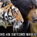 호랑이 이미지
