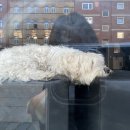 댕댕묭실 이미지