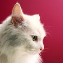 참누리동물병원 이미지