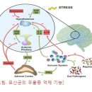 장내세균의 항우울 및 항불안 효과 이미지