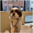 펫스티발 이미지