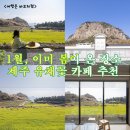 제주봄카페 | 1월인데 이미 봄? 제주 유채꽃 카페 소색채본 인생샷 후기