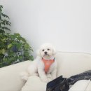 내사랑댕댕이 이미지