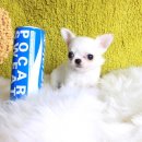 짱짱이네 이미지