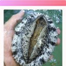 완도전복 이미지