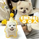 댕댕잇 | 부산 강아지케이크 , 댕댕잇 반려견 수제간식 추천