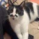 강아지세상 고양이세상 이미지