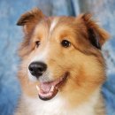 송파데일리동물병원 이미지