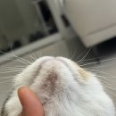 베리굿동물병원 | 노원 중계동 동물병원 베리굿동물병원 고양이 턱드름 관리 고양이턱드름 연고 소독 방법 + 추가접종