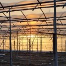 일비농장 이미지