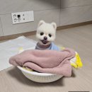 (주)서평택총판 | 평택/안성 애견 호텔링 이용 후기 (설탕이의 호텔링 일기)