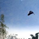 두루미로 이미지