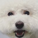 비가오나 눈이오나 산책필수인 강아지 우비 더넛츠컴퍼니 추천해요!