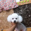 38점5도씨 이미지