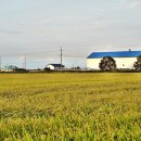 우강평야1로 이미지