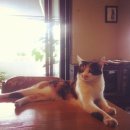 숲(Forest) 이미지