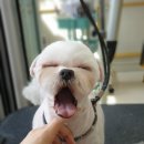 멍멍's 연구소 | 말티즈 알머리컷 똘이 편 - 멍멍`s 연구소