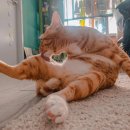 행운냥이 이미지