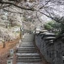 경기도 벚꽃 명소 수원화성 경기도청 봄꽃축제 수원 가볼만한곳 이미지