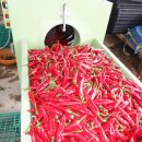 전북고추 이미지