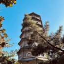 칭다오 가볼만한 곳 | 칭다오 장산사(Zhanshan Temple) 후기!