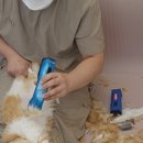 벤토냥 네이버블로그
