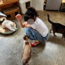 양이멍이 이미지