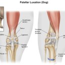 루원 센트럴 동물의료센터 이미지