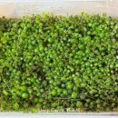 페페로미아 이미지