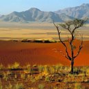 나무의꿈 이미지