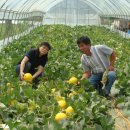 철수농장 이미지