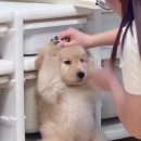 일산에이스애견미용학원