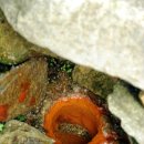 구룡령 옛길 이미지