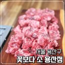 꽃보다소 이미지