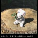 딸이 떠난 후, 딸이 남기고 간 인형을 촬영하며 지낸 엄마 이미지