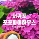 제주 서귀포 매일올레시장 공용주차장 옆 디저트 카페 포포파이하우스, 가성비 좋은 달콤한 간식 후기