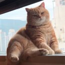 소리별 이미지