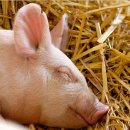 돼지농가의 돼지들 (출생에서 도살까지) 이미지