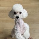 마이펫가든 이미지