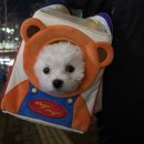 주식회사 더줌웍스 | 야당역 애견동반 심야카페 다이스웍스 야당점 솔직 후기