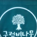 피자나무