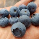 메이플팜 이미지