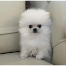 강아지와고양이 이미지