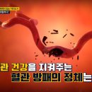 가을에 방심하면 터지는 혈관, 혈관방패, 혈관내피세포를 지켜라 이미지