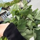 영기농장 이미지