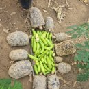 일식농장 이미지