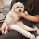 네오펫동물메디컬센터 | 강아지 슬개골 수술 후기-병원편