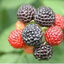 고시농장 이미지