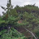 향나무민박 이미지