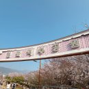 올샷포토 | 벚꽃 군항제 | 셔틀버스 노선 및 무료주차 꿀팁 • 행사 전 일정 안내 | 인생샷 건지는 포토스팟 방문 후기